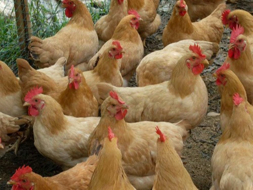 康地恩认为，养殖鸡应该日常观察鸡群状态