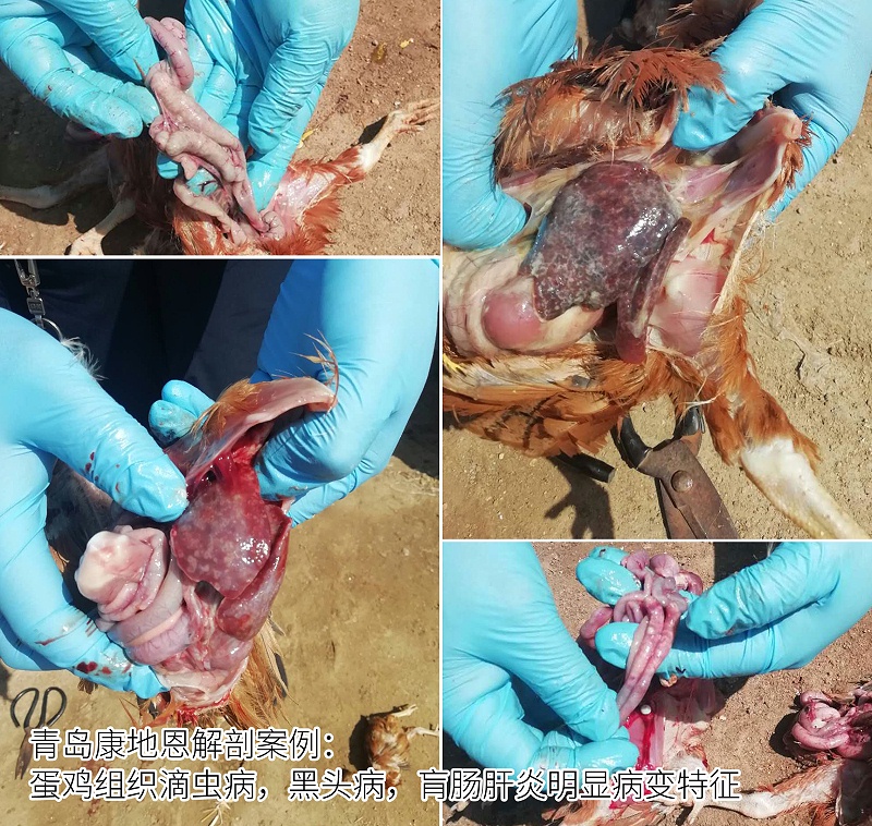 青岛康地恩蛋鸡组织滴虫病,组织滴虫，黑头病，肓肠肝炎解剖照片