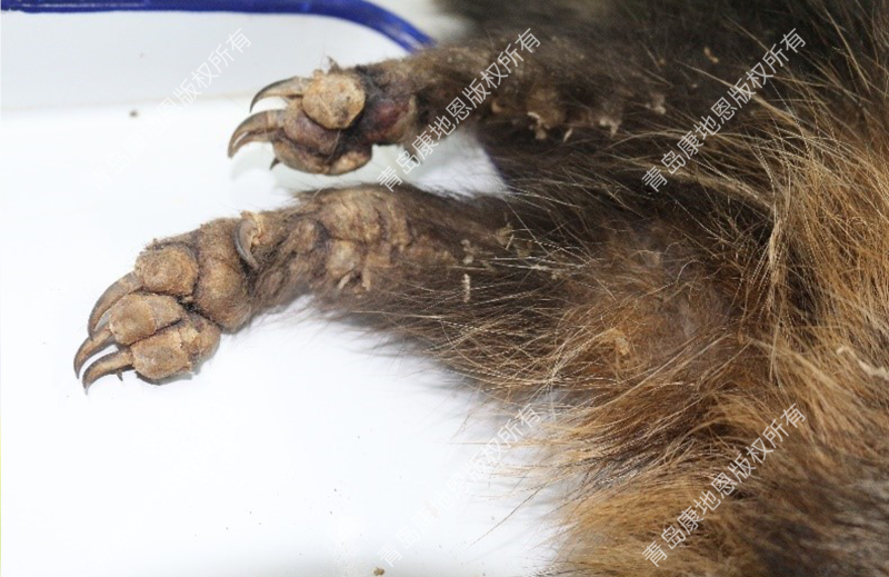 患蠕形螨的貉子腿部出现脱毛皮肤增厚，发红并有糠麸状麟屑-青岛康地恩