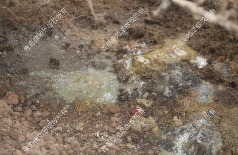 患组织滴虫的貉子水泥样粪便-青岛康地恩