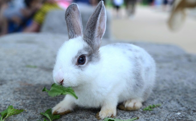 【康地恩-养兔】兔常见传染性鼻炎如何防治？