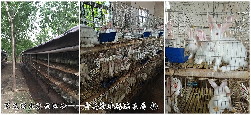 家兔球虫病怎么防治？【康地恩特养】