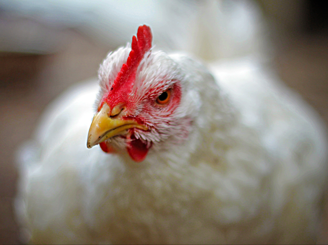 【康地恩养鸡】夏天鸡吐水现象频发，该如何应对？
