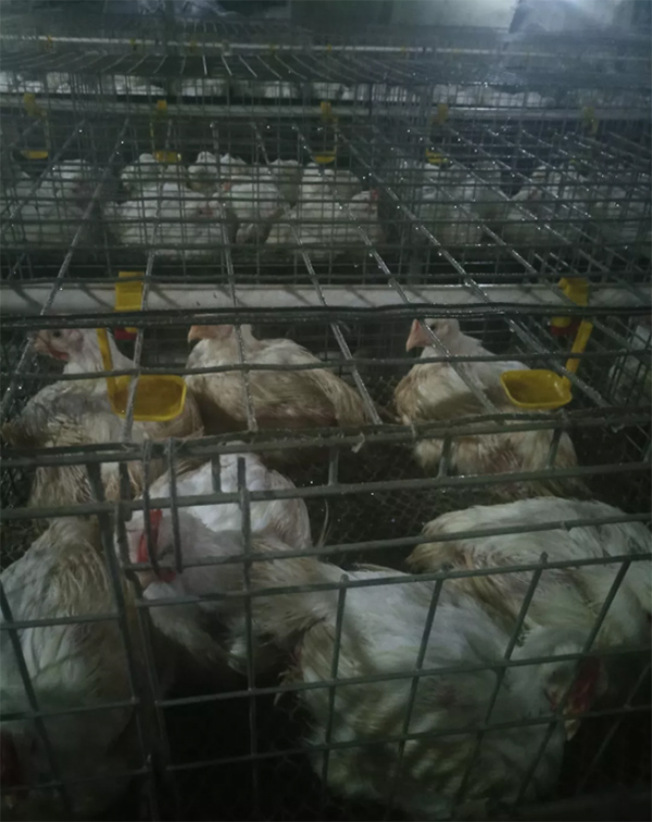 笼养鸡舍通风降温的纵向风速数据检测分析