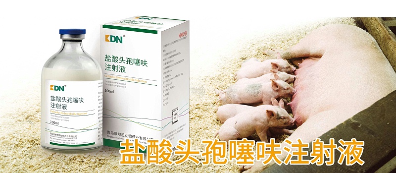 盐酸头孢噻呋注射液在猪呼吸道感染的应用【康地恩养猪】