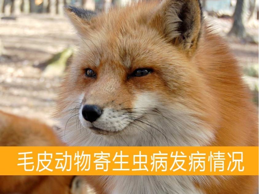 貂狐貉兔毛皮动物用药厂家批发-青岛康地恩