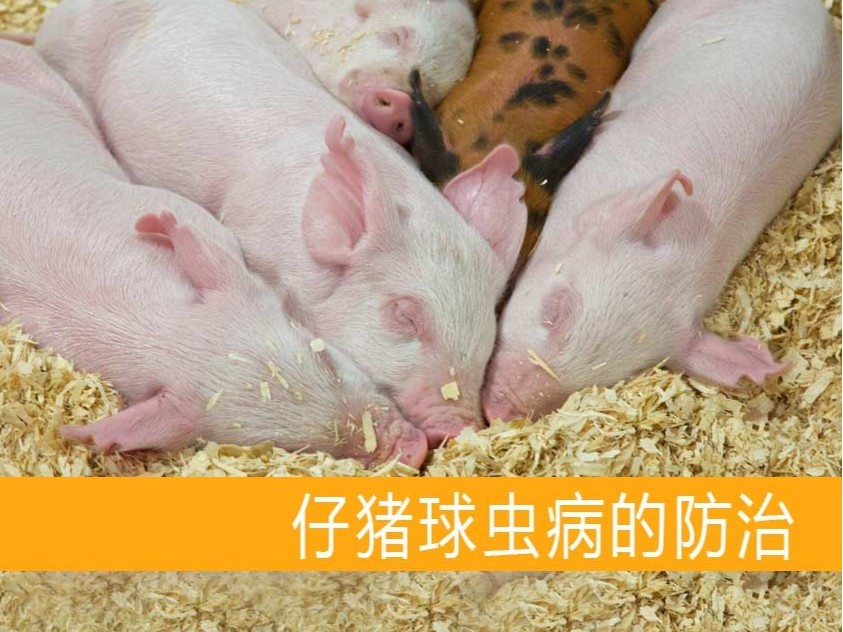 仔猪球虫病的防治【康地恩养猪】